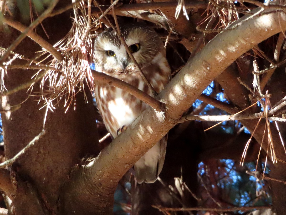 Northern Saw-whet Owl - ML612178735