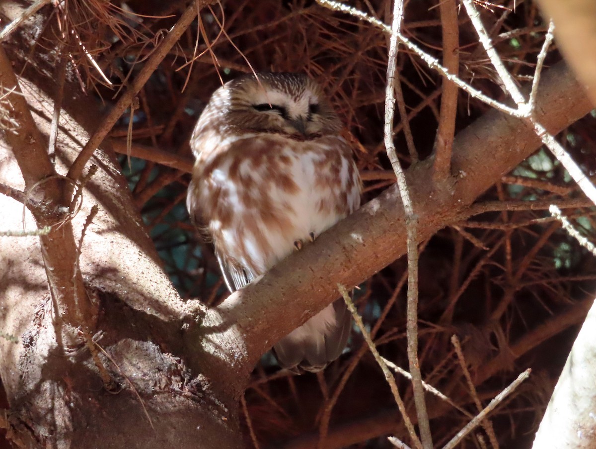 Northern Saw-whet Owl - ML612178750