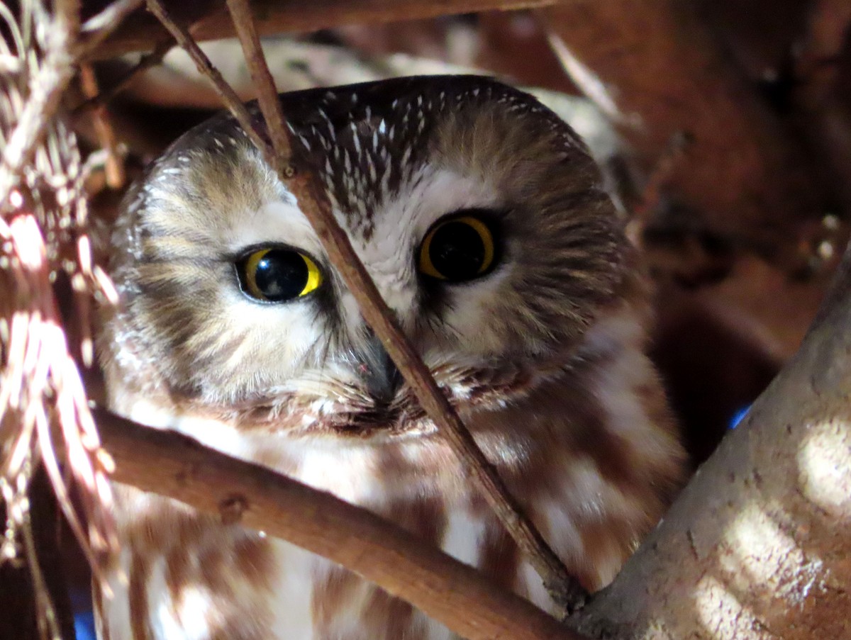 Northern Saw-whet Owl - ML612178767