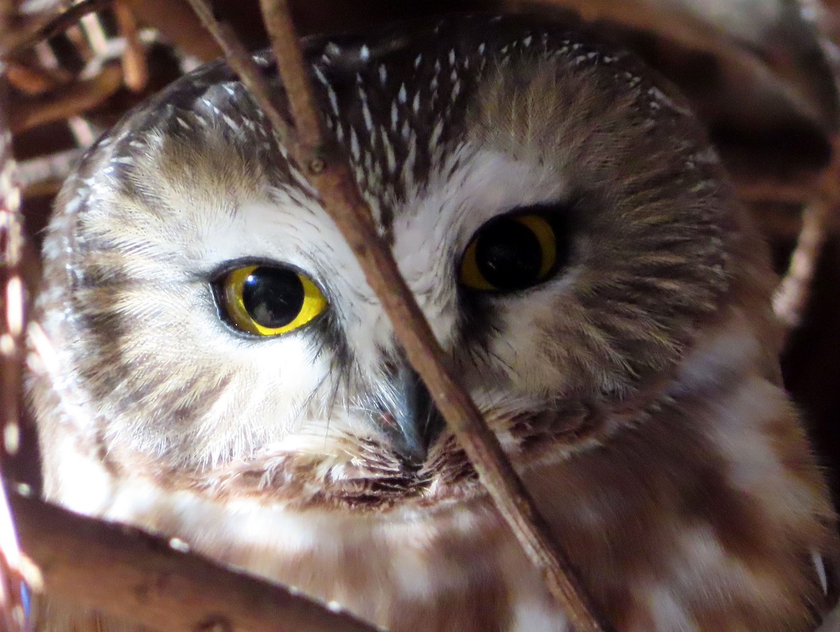 Northern Saw-whet Owl - ML612178773