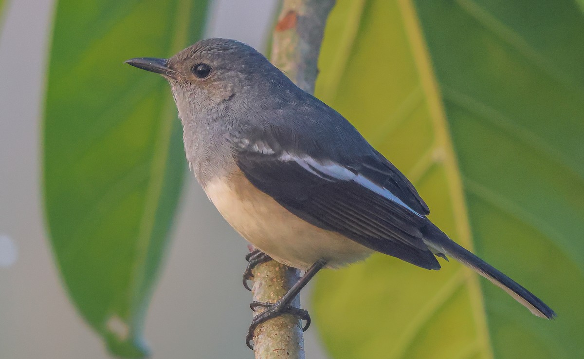 Oriental Magpie-Robin - Aniruddha  Roy