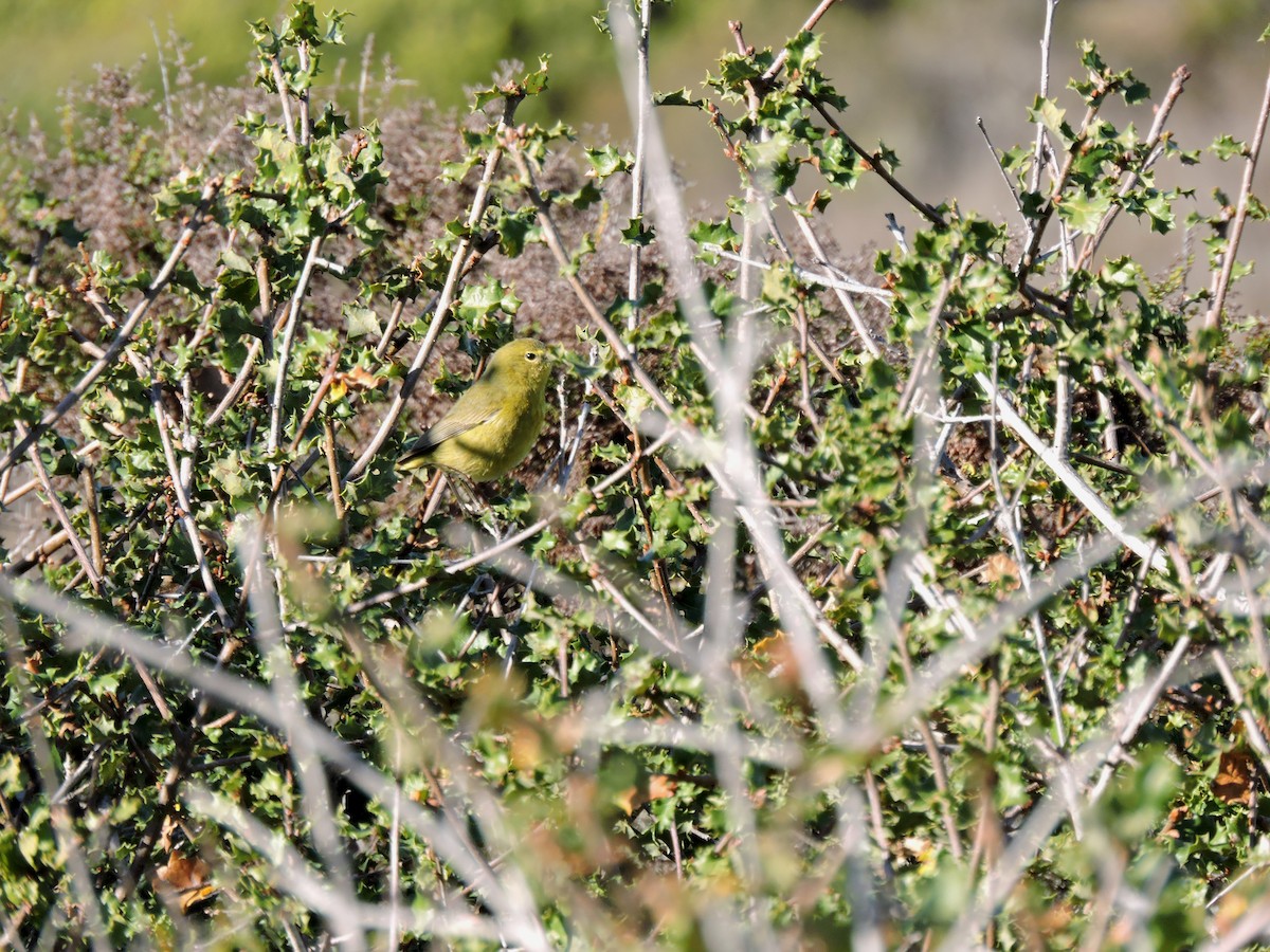 Orange-crowned Warbler - ML612178813