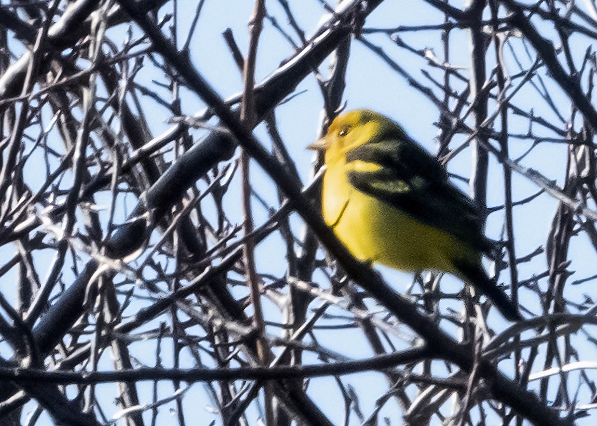 Western Tanager - Paul Cohen