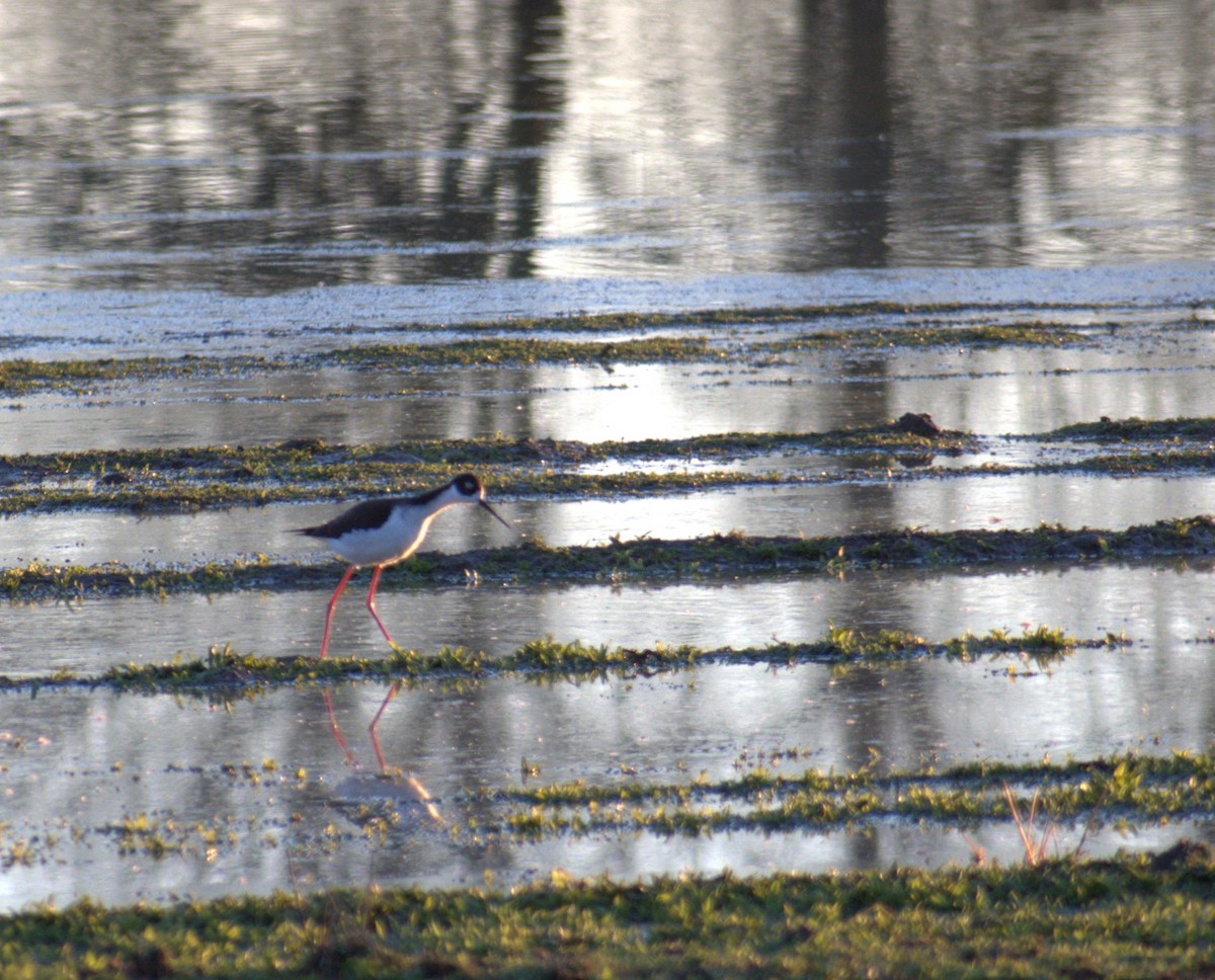 Black-necked Stilt - ML612179004