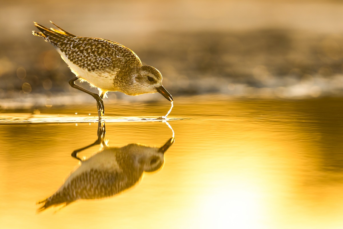 Black-bellied Plover - ML612179054