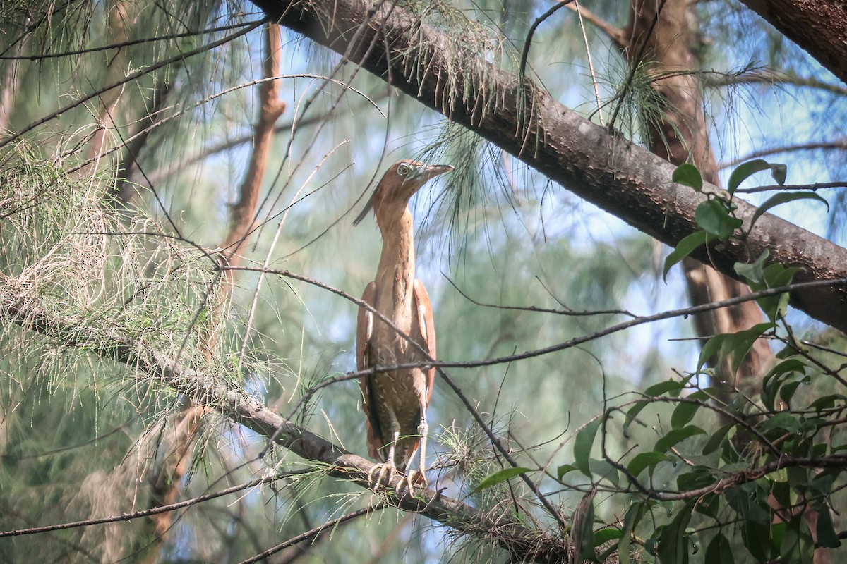 Malayan Night Heron - ML612179059
