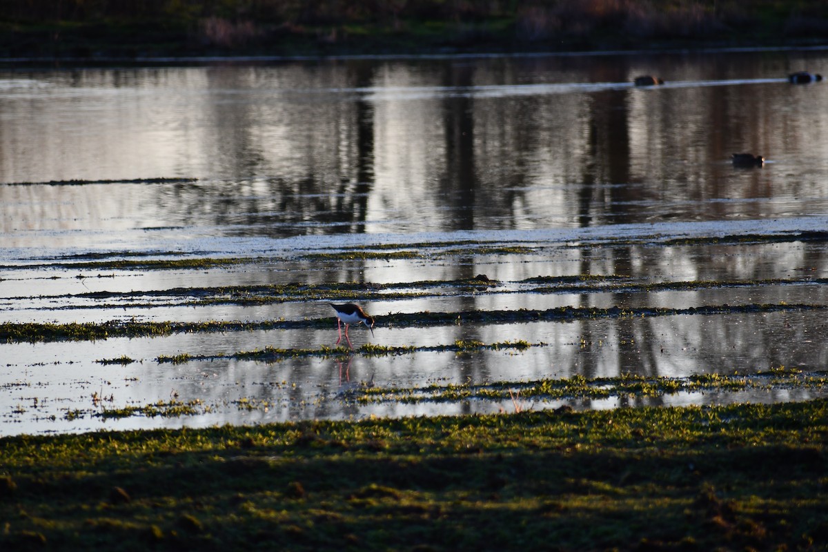 Black-necked Stilt - Amy Horlings