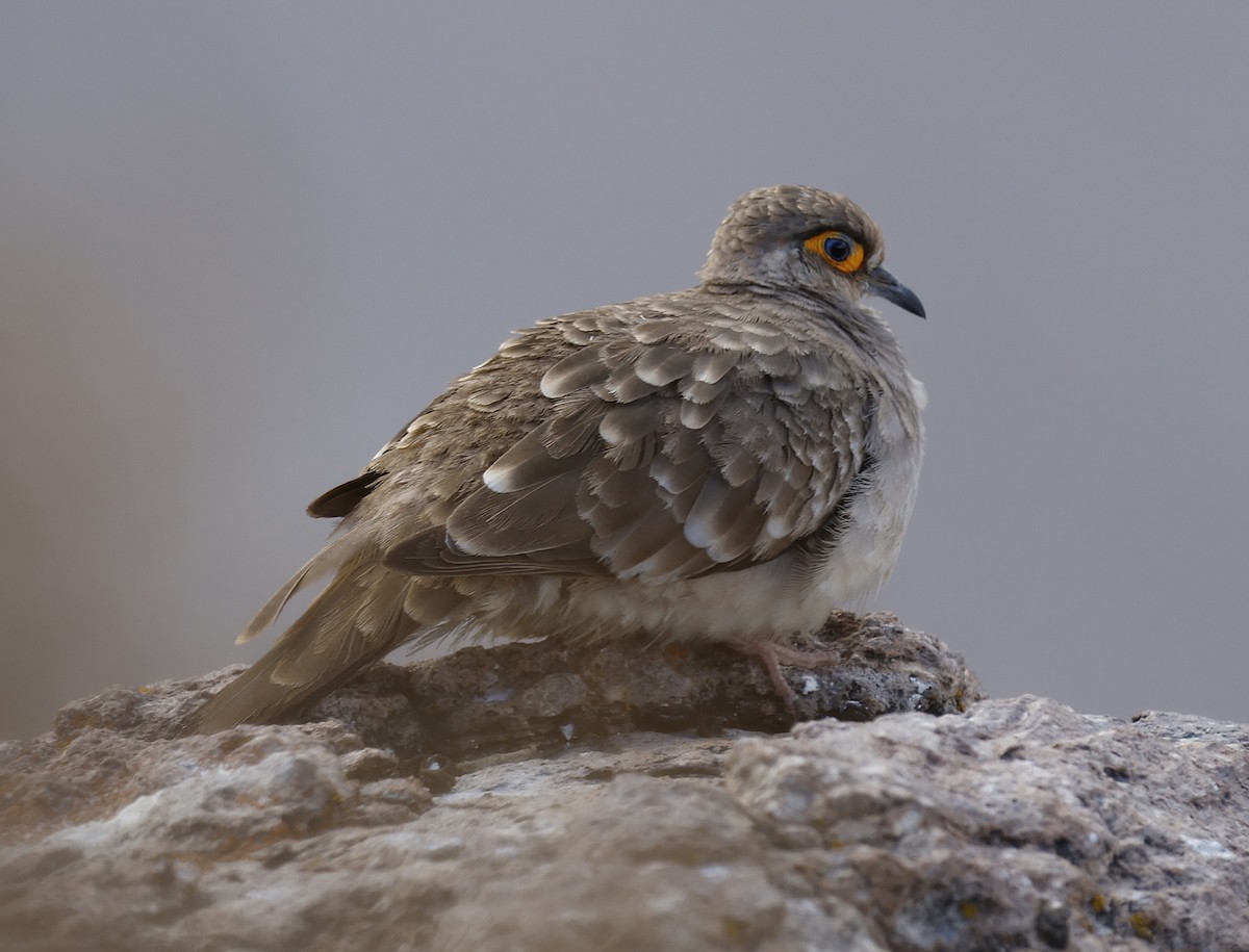 Bare-faced Ground Dove - ML612179198