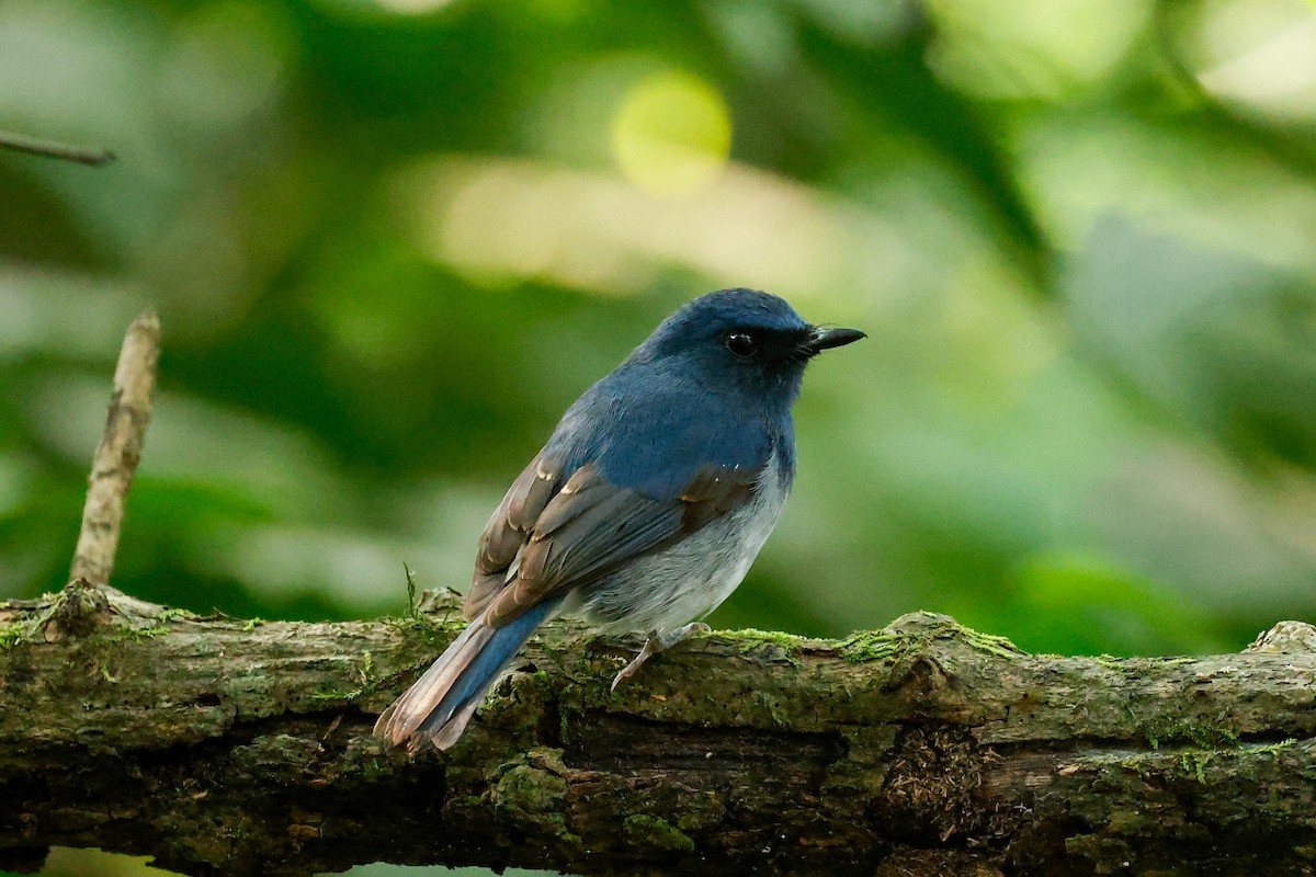 White-bellied Blue Flycatcher - ML612179209