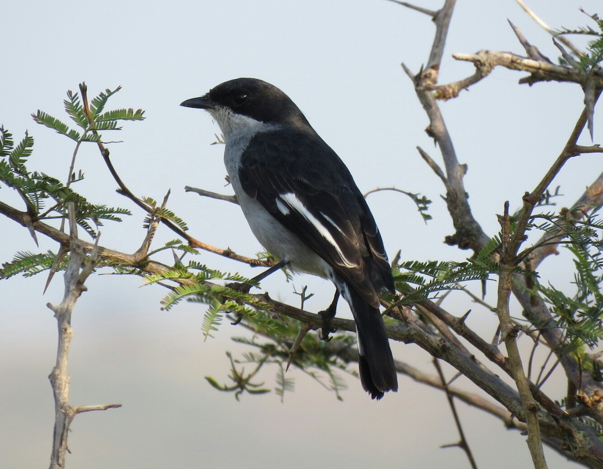 Fiscal Flycatcher - ML61217921