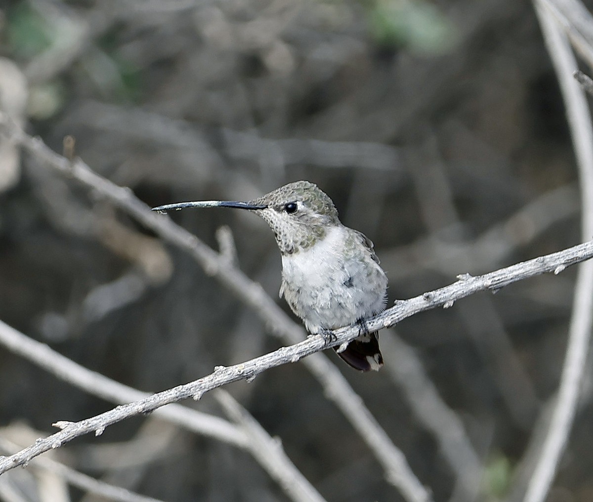 Oasis Hummingbird - ML612179235