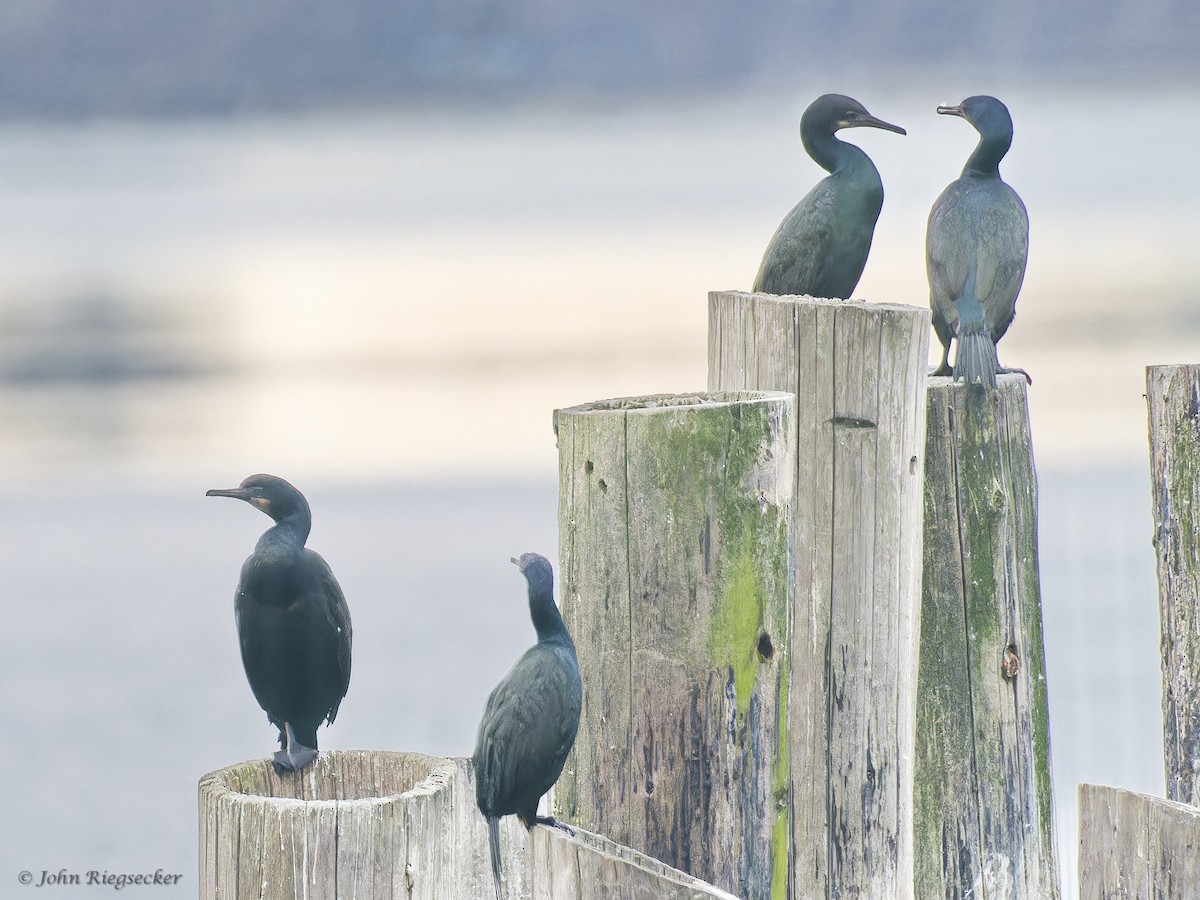 Brandt's Cormorant - ML612179289