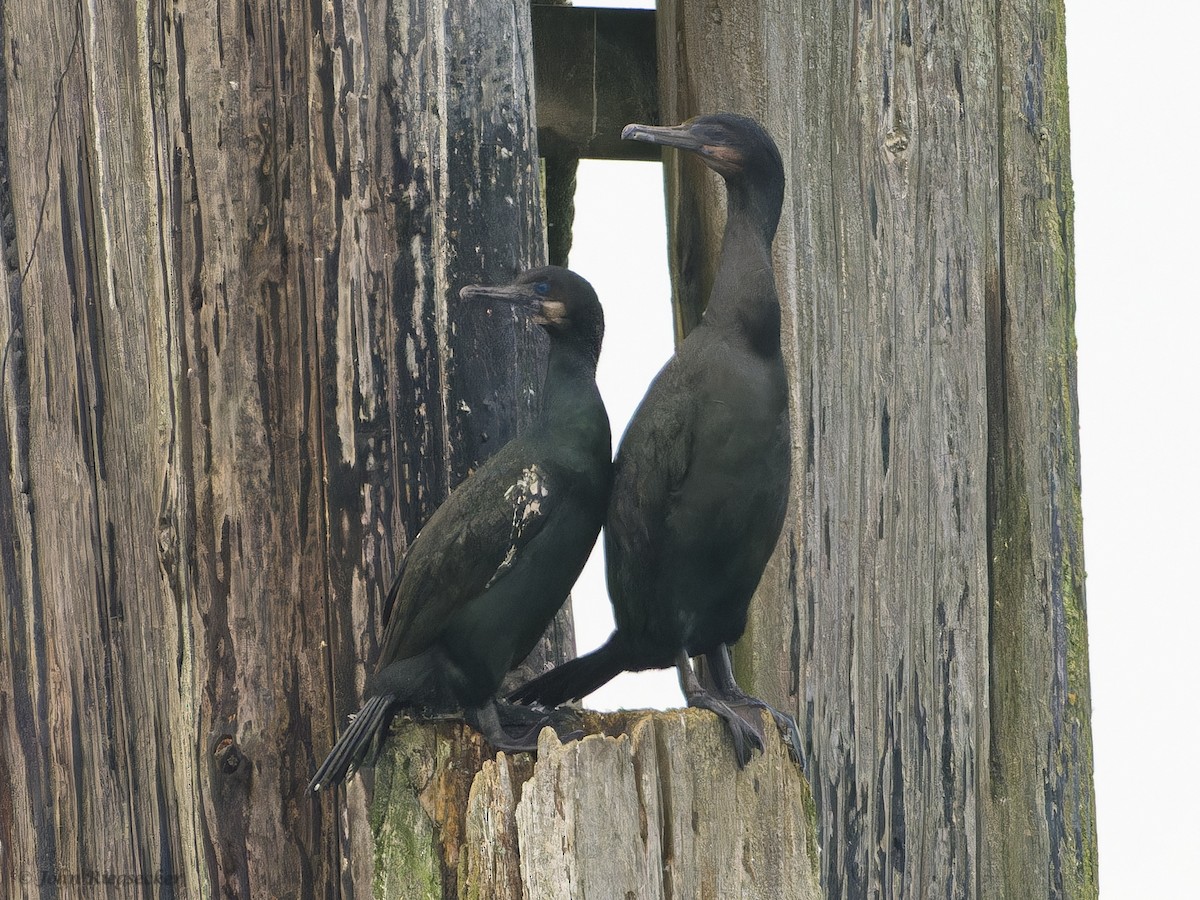 Brandt's Cormorant - ML612179290