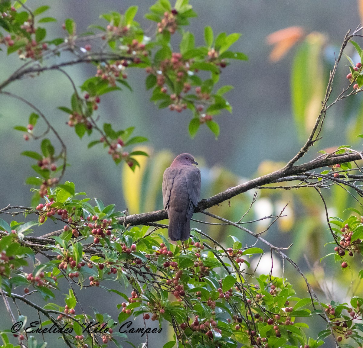 Short-billed Pigeon - ML612179399