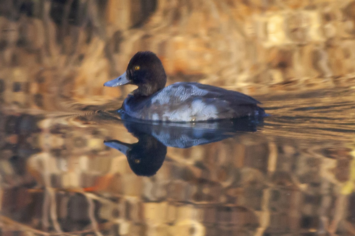 Lesser Scaup - ML612179422