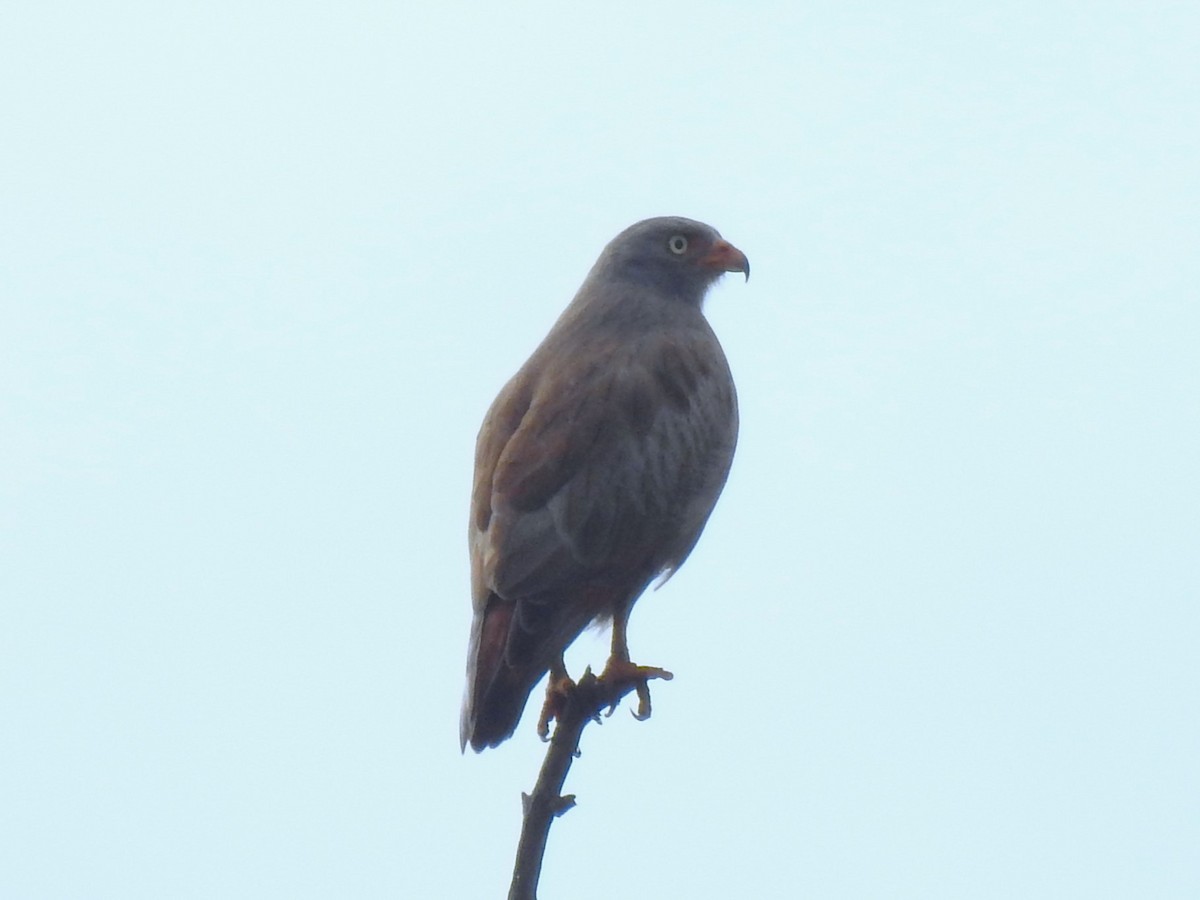 Rufous-winged Buzzard - ML612179464