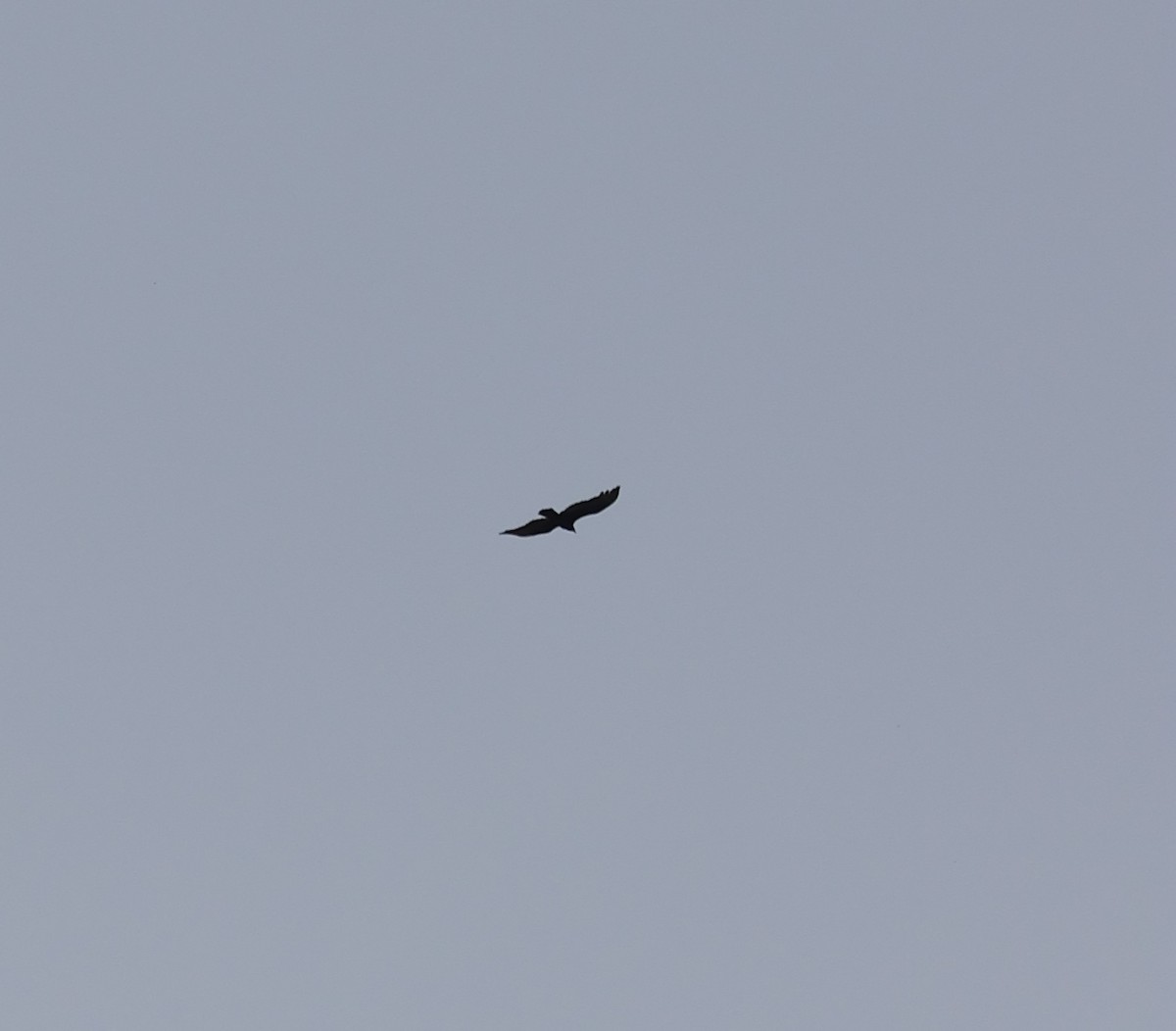 Black Vulture - ML612179523