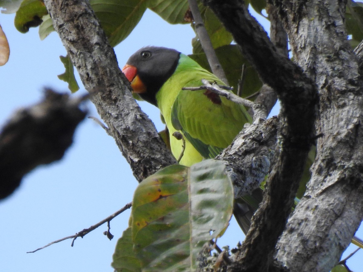 Gray-headed Parakeet - ML612179614