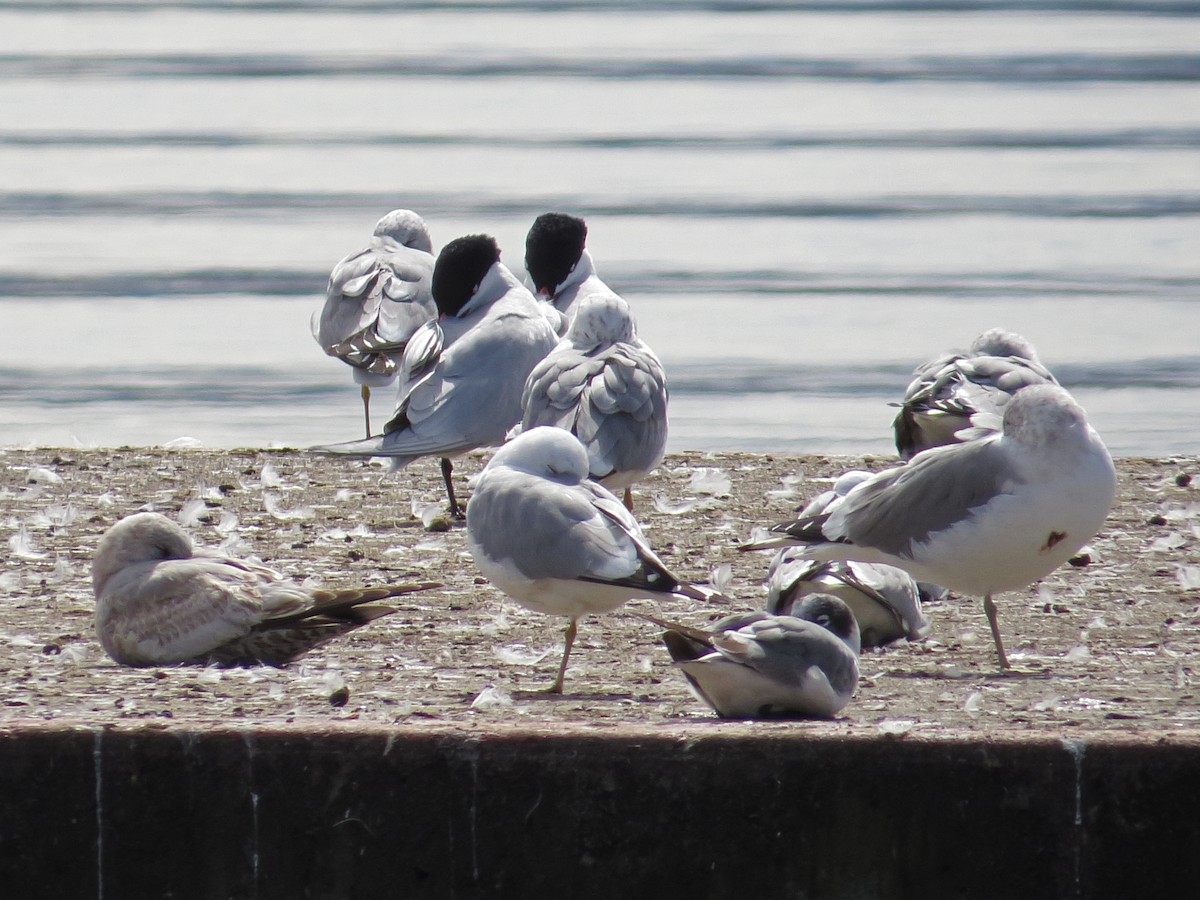 Caspian Tern - ML612179710