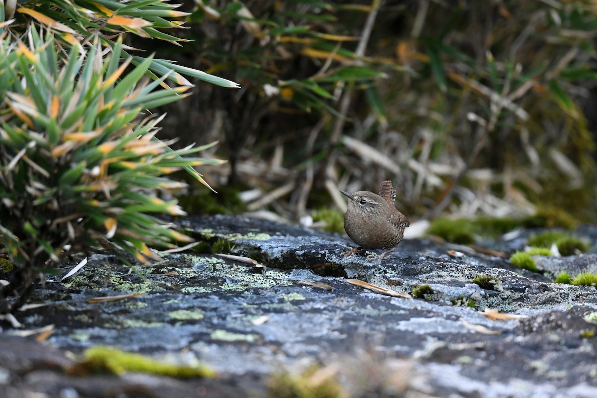 Eurasian Wren - Paul Shaffner