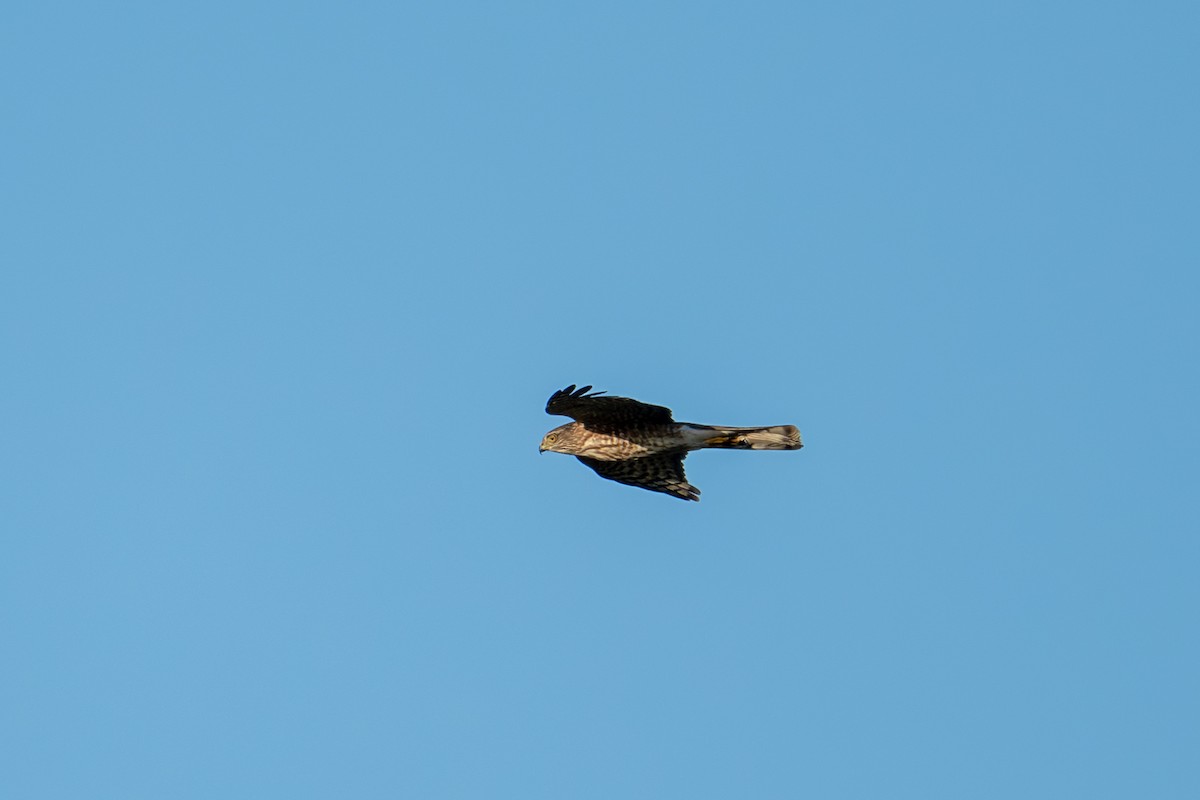 Sharp-shinned Hawk - ML612179772