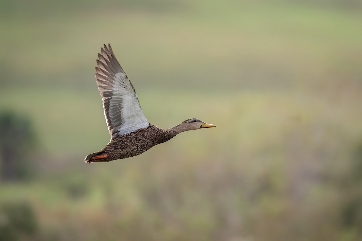 Mottled Duck (Florida) - Graham Deese