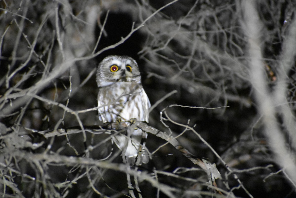 Northern Saw-whet Owl - ML612179840