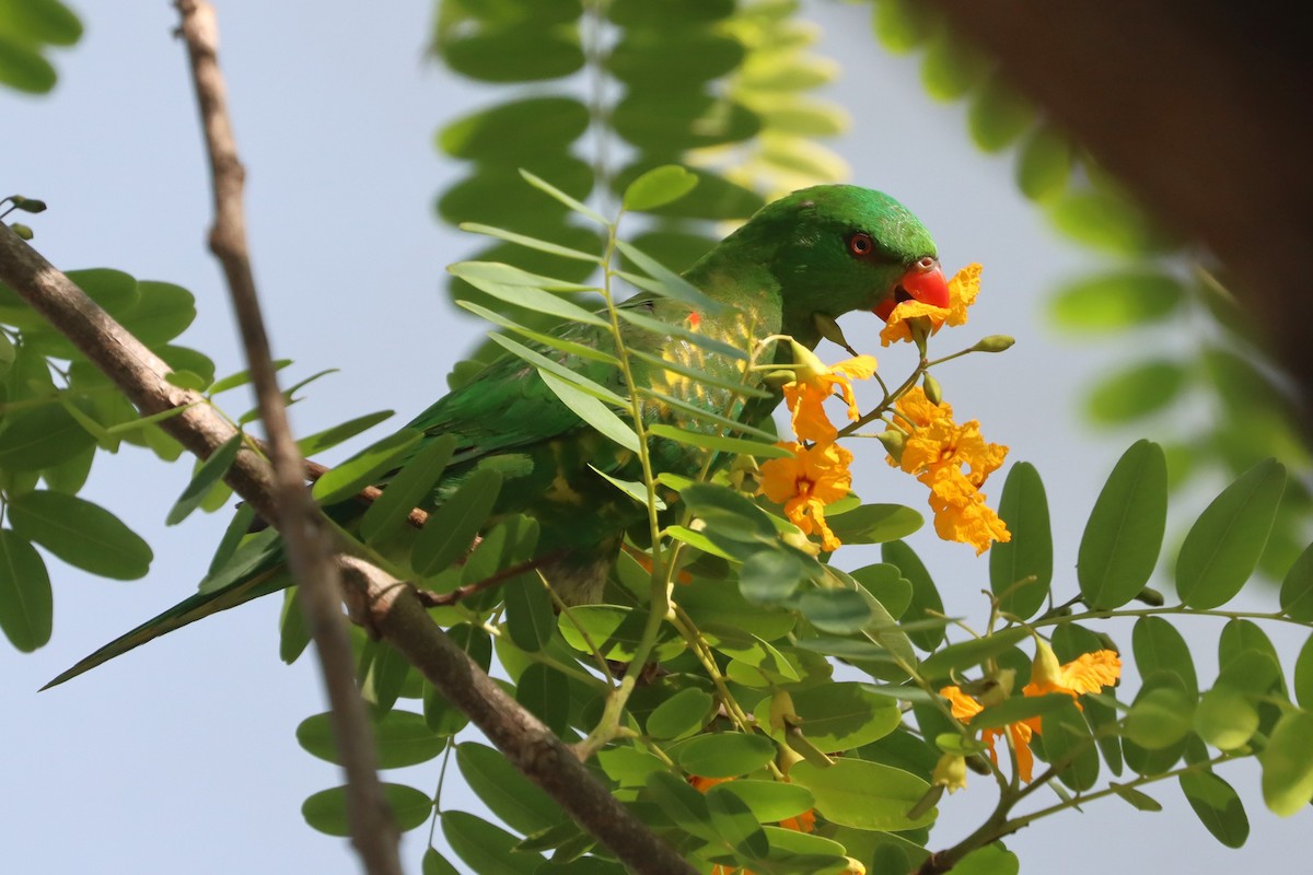 Scaly-breasted Lorikeet - ML612179863