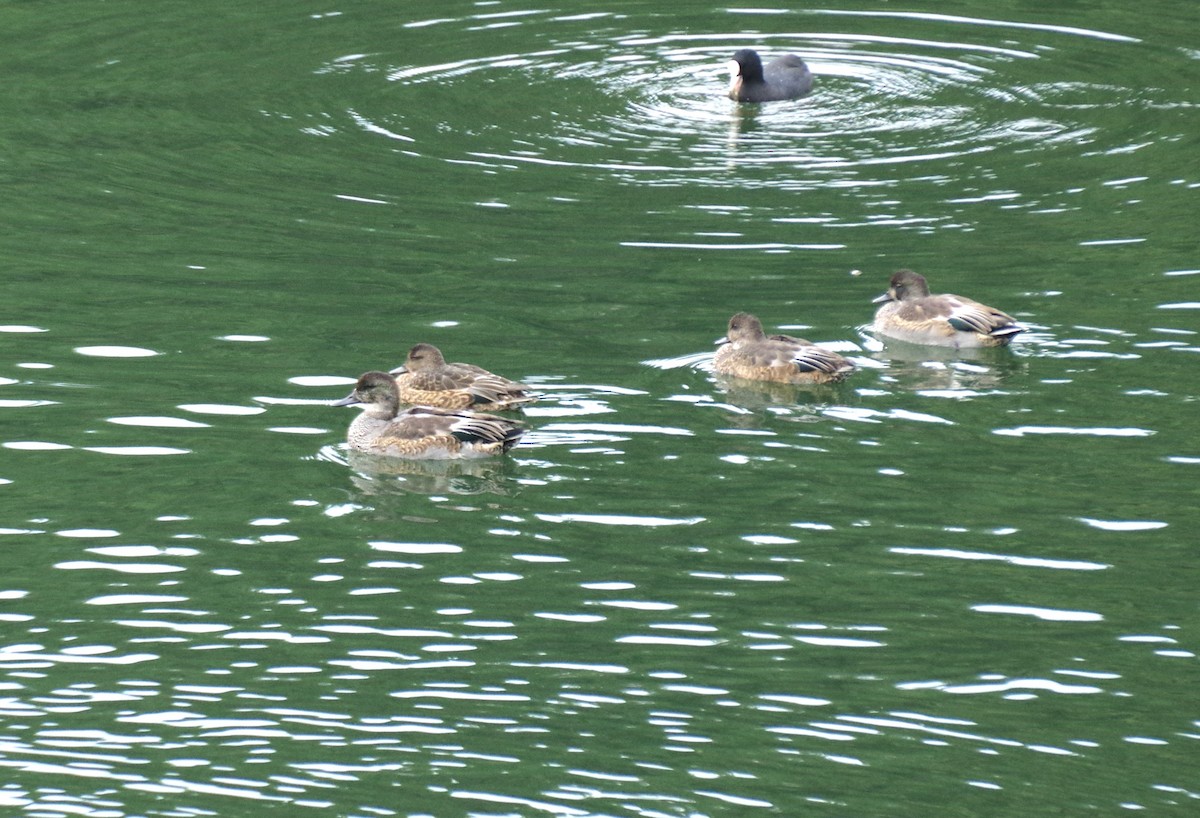 Falcated Duck - ML612179899