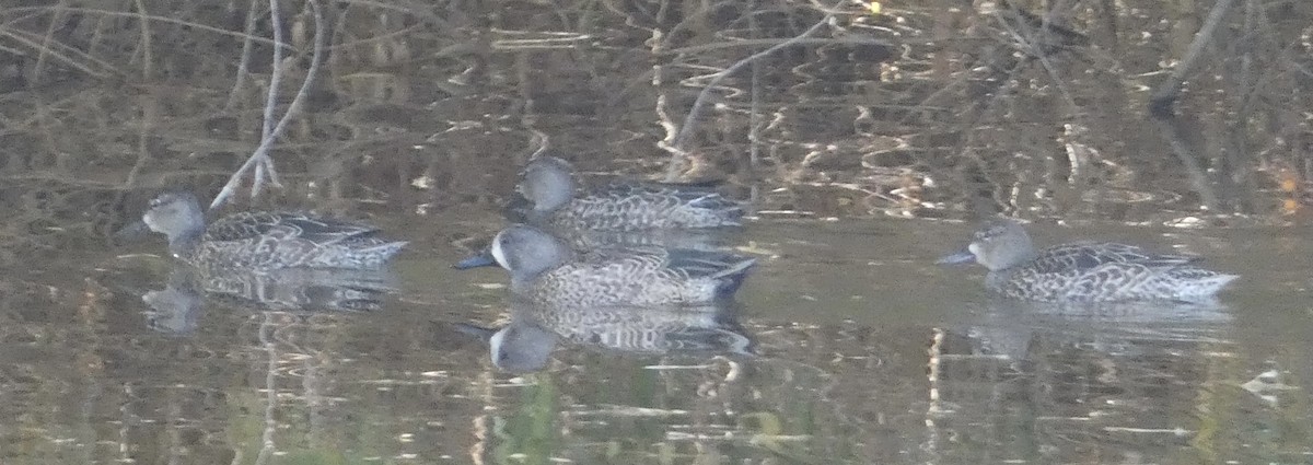 Blue-winged Teal - ML612180094