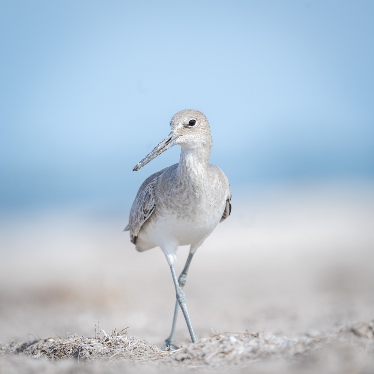 Willet (Western) - Graham Deese