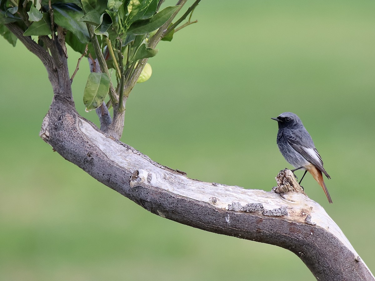 Black Redstart - ML612180134