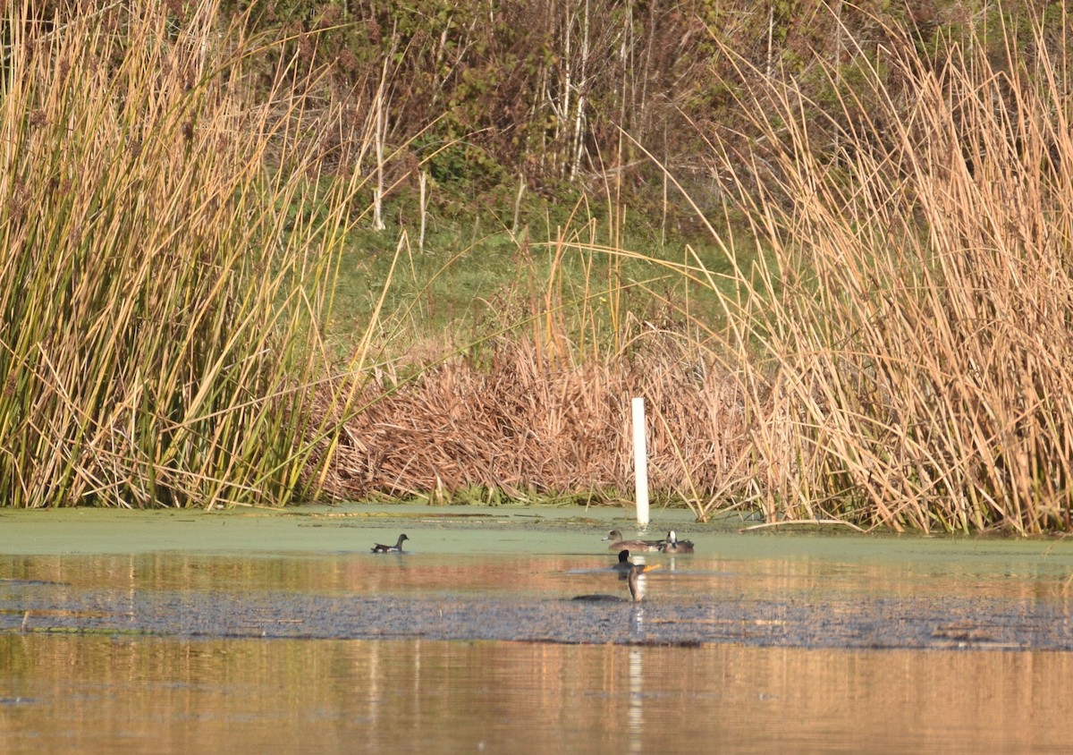 Gallinule d'Amérique - ML612180167