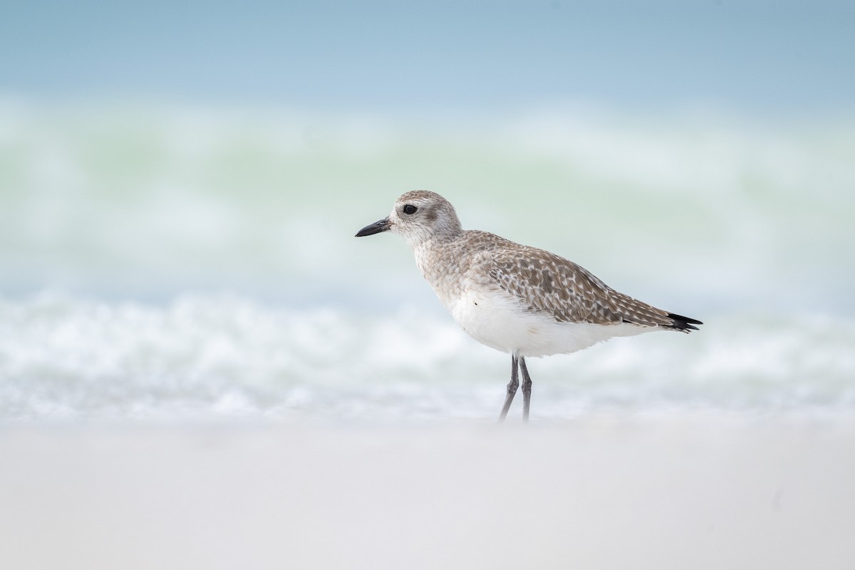 Black-bellied Plover - Graham Deese