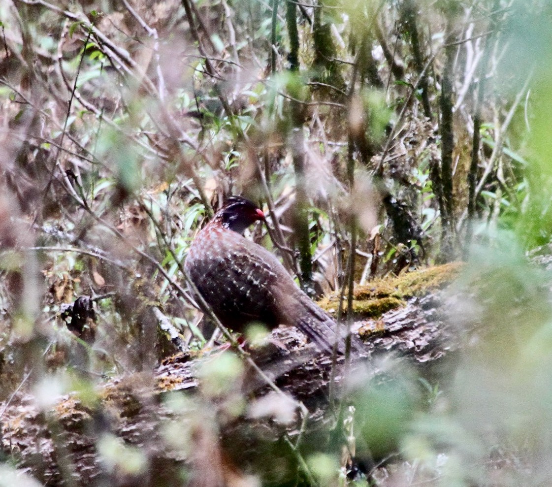 Long-tailed Wood-Partridge - David  Irons
