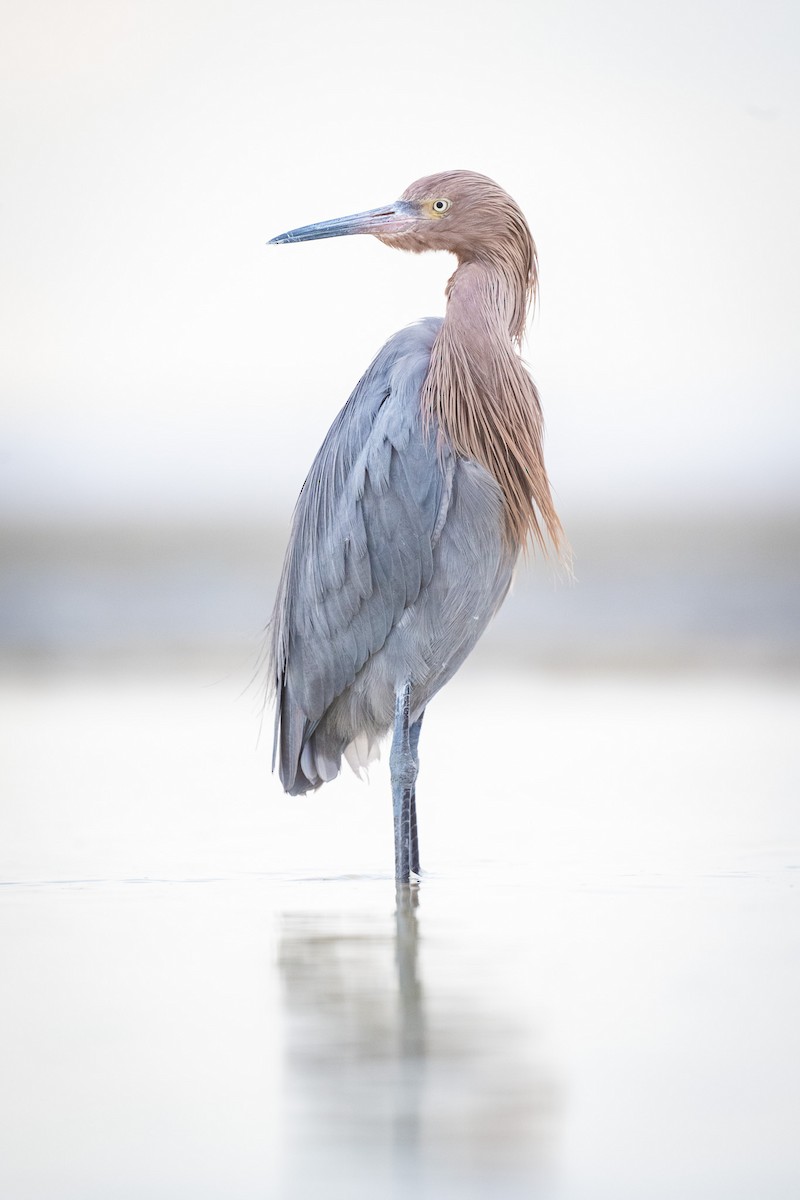 Reddish Egret - Graham Deese