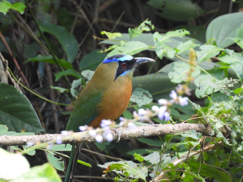 Kızılca Motmot - ML612180560