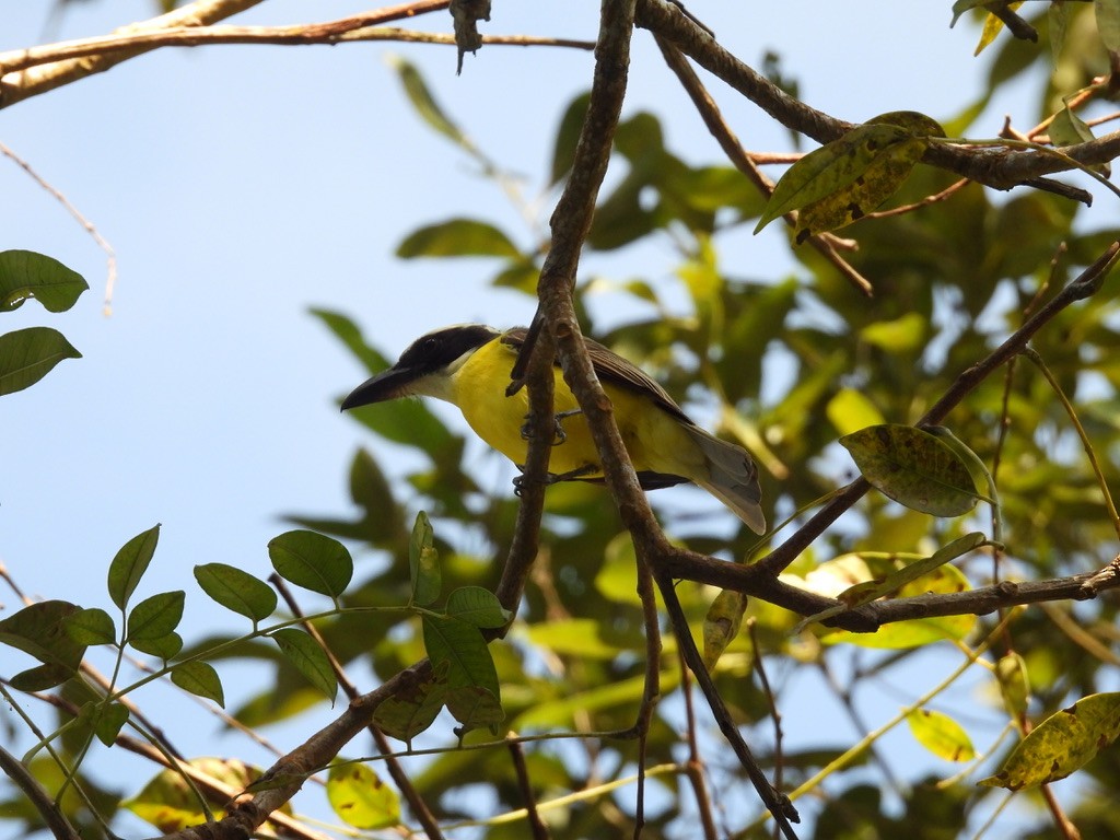 Boat-billed Flycatcher - ML612180607