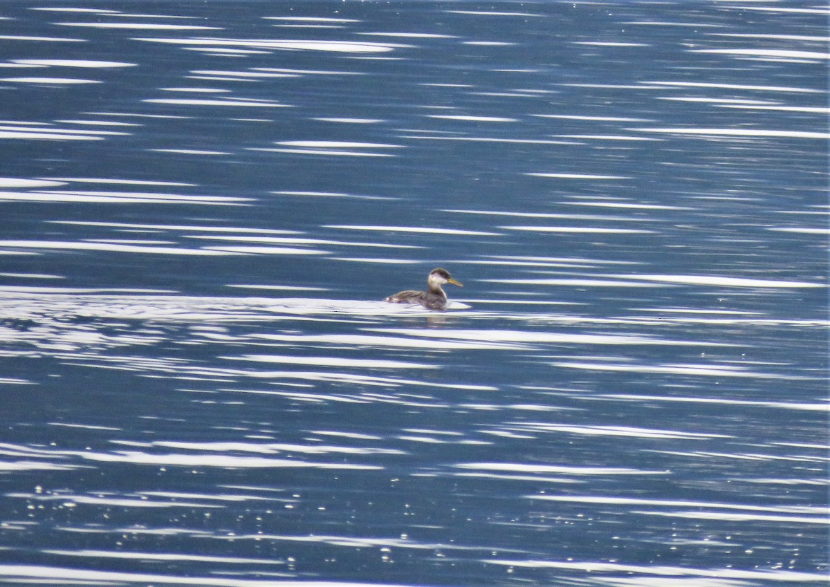 Red-necked Grebe - ML612180720