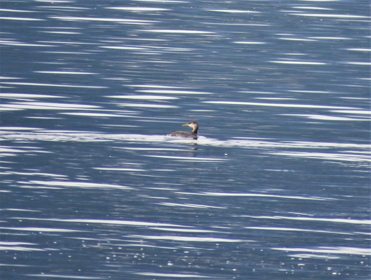 Red-necked Grebe - ML612180721