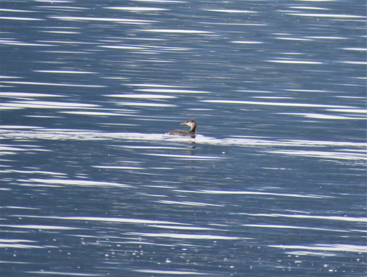 Red-necked Grebe - Teresa Weismiller