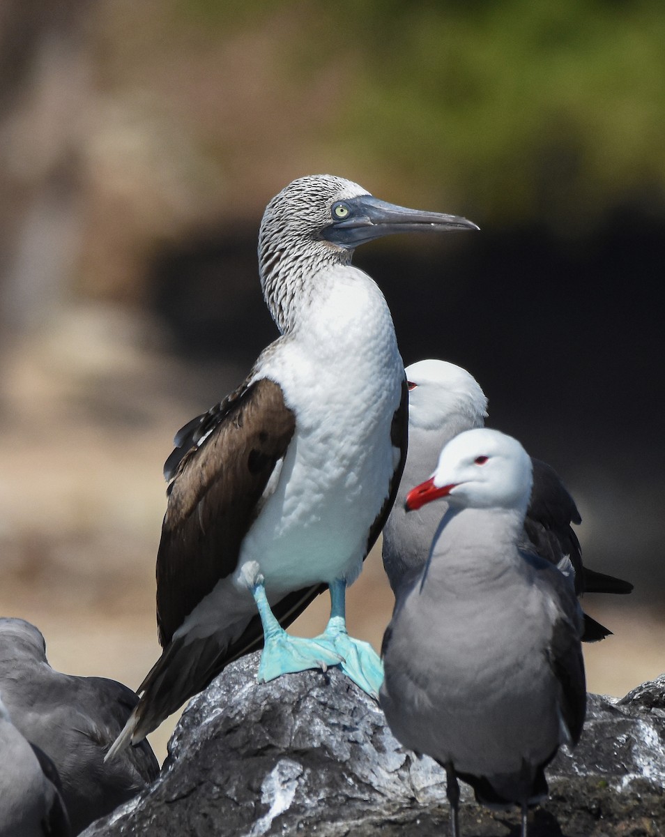 Blue-footed Booby - ML612180761