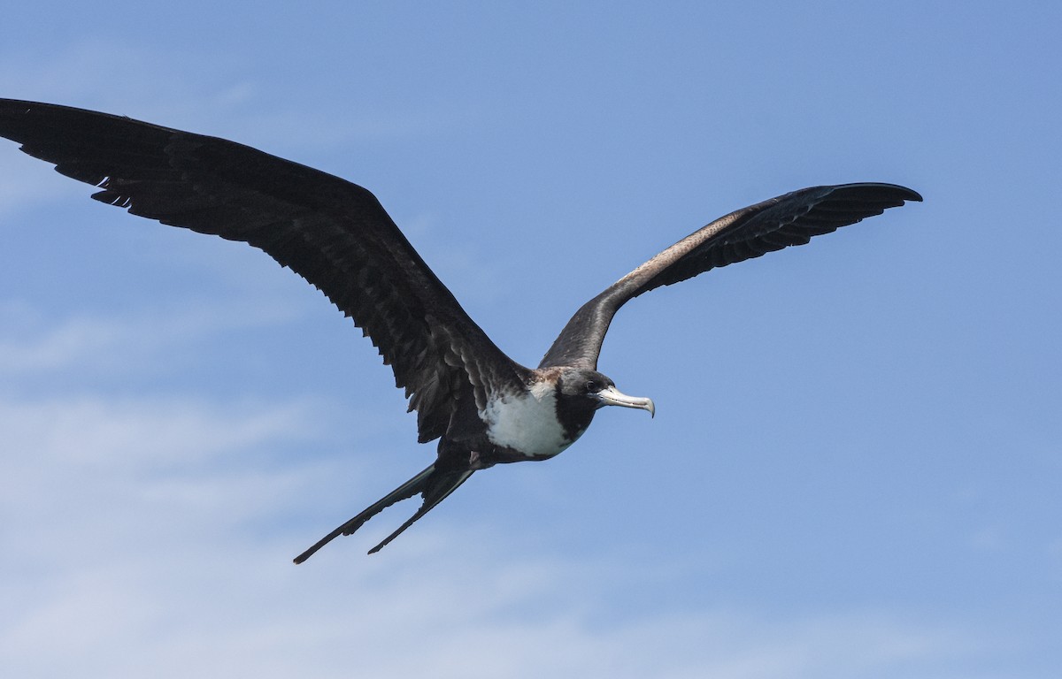 Magnificent Frigatebird - ML612180768