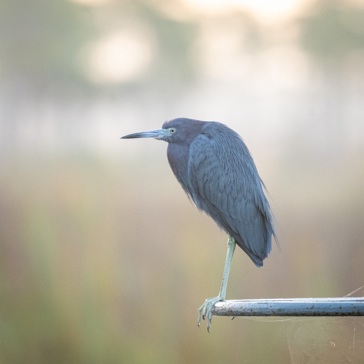 Little Blue Heron - ML612180778