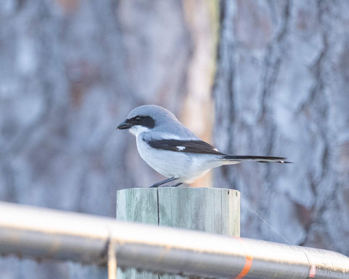 Loggerhead Shrike - ML612180783