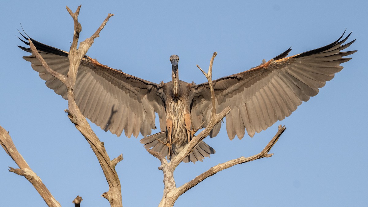 Great Blue Heron - Graham Deese