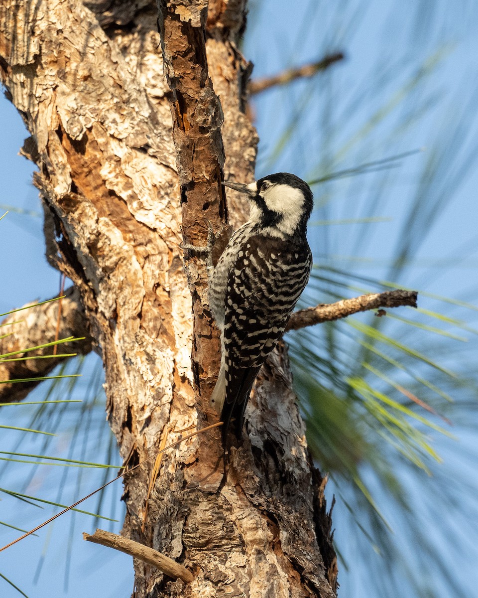 Red-cockaded Woodpecker - Graham Deese