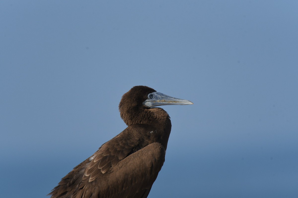 Brown Booby - ML612180857