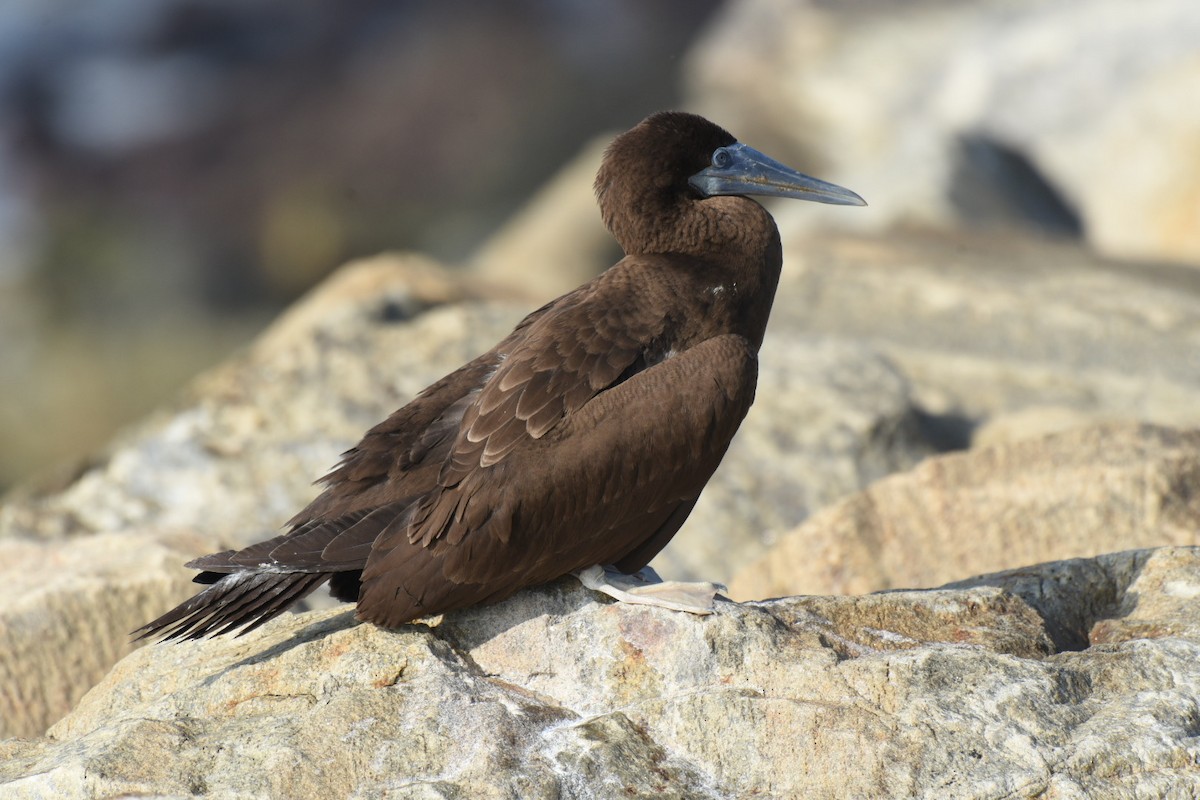 Brown Booby - ML612180858
