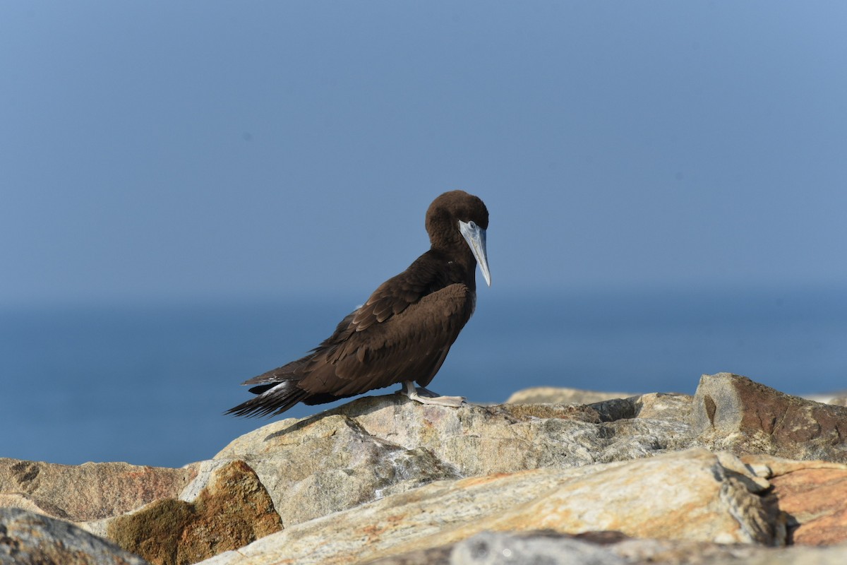 Brown Booby - ML612180859